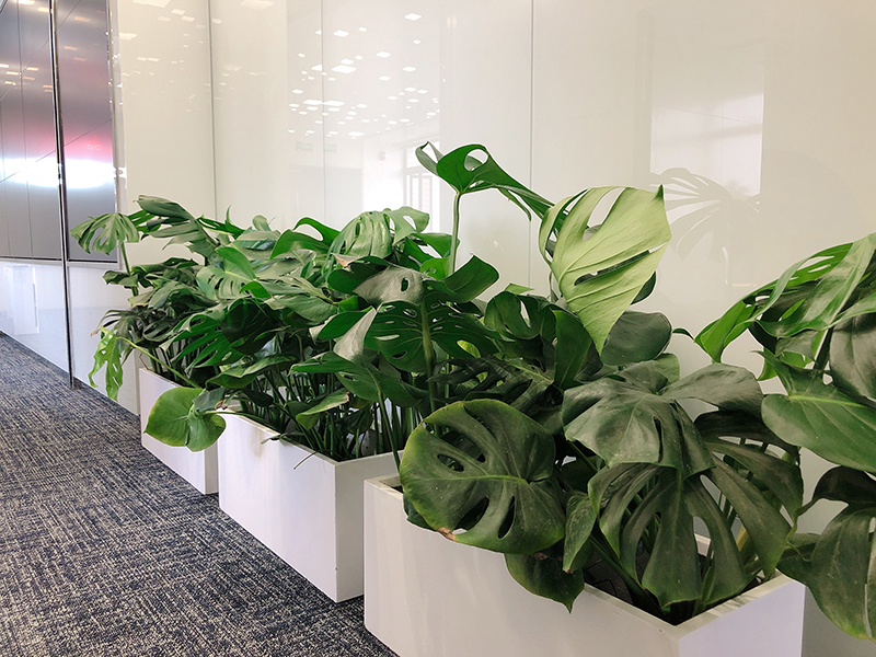 组合植物